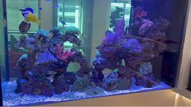 The Definitive Resource For Fish Tank Aquarium Maintenance And Cleaning, Including Custom Tanks, Marine Tanks, and More